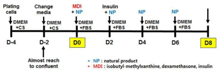 The differentiation of 3T3-L1 preadiocytes