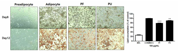 The effect of plant extracts of Labiatae family on lipid accumulation in 3T3-L1 adipocytes (100×). PF, Perilla frutescens var.acuta (Odash.) Kudo; PU, Phlomis umbrosa Turcz