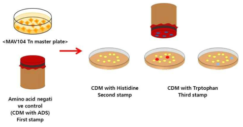 Replica Plating Assay for histidine and tryptophan auxotrophs