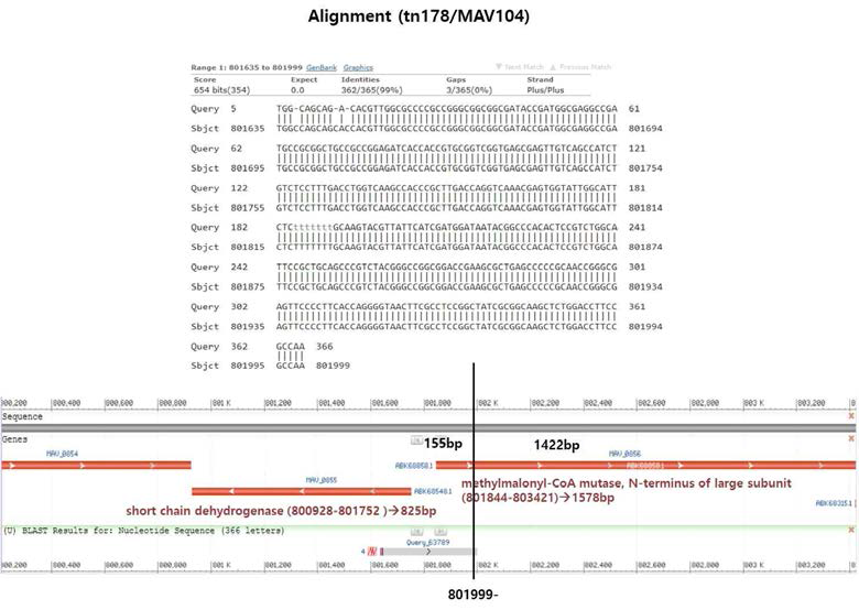 Identification of transposon insertions of selected MAV104Tn mutants