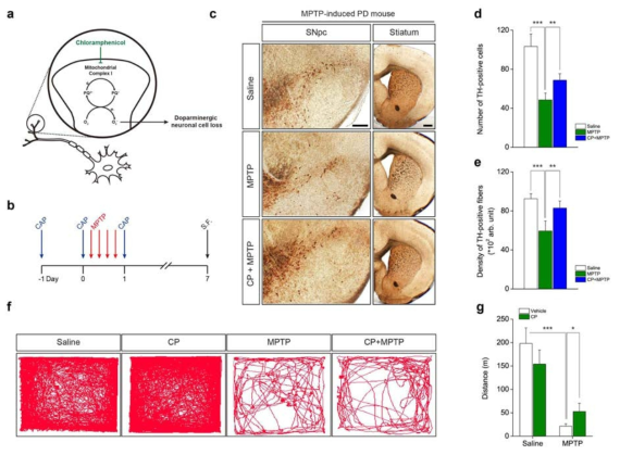 인체유사 파킨슨병 마우스모델(In vivo)에서 클로람페니콜의 효능 및 기능 평가