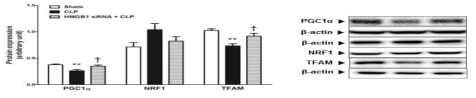 Effect of HMGB1 release on mitochondrial biogenesis-related protein expression in septic animals. Mice were intravenously administered HMGB1 siRNA (30 μg) to 72 h and 48 h before cecal ligation and punture (CLP). Liver tissue was collected 6 h after CLP. The results are presented as mean ± SEM of 6 to 8 mice per group. Significantly different (**P<0.01) from sham. Significantly different (†P<0.05) from CLP