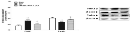 Effect of HMGB1 release on mitophagy-related protein expressions in septic animals. Mice were intravenously administered HMGB1 siRNA (30 μg) to 72 h and 48 h before cecal ligation and punture (CLP). Liver tissue was collected 6 h after CLP. The results are presented as mean ± SEM of 6 to 8 mice per group. Significantly different (**P<0.01) from sham. Significantly different (†P<0.05) from CLP