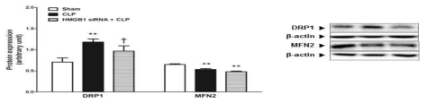 Effect of HMGB1 release on mitochondrial dynamics-related protein expressions in septic animals. Mice were intravenously administered HMGB1 siRNA (30 μg) to 72 h and 48 h before cecal ligation and punture (CLP). Liver tissue was collected 6 h after CLP. The results are presented as mean ± SEM of 6 to 8 mice per group. Significantly different (**P<0.01) from sham. Significantly different (†P<0.05) from CLP