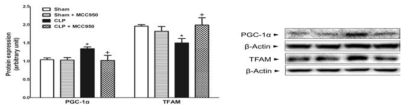 Effect of MCC950 on mitochondrial biogenesis following CLP in mice. Mice were injected i.p. with vehicle, MCC950 (10 or 20 mg/kg) immediately after CLP. Liver tissue was collected 6 h after CLP. Significantly different (*P<0.05) from sham. Significantly different (+P<0.05) from CLP