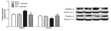 Effect of MCC950 on mitophagy following CLP in mice. Mice were injected i.p. with vehicle, MCC950 (10 or 20 mg/kg) immediately after CLP. Liver tissue was collected 6 h after CLP. Significantly different (*P<0.05) from sham. Significantly different (+P<0.05) from CLP