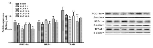 The time course of changes in mitochondrial biogenesis during sepsis. Liver tissues were collected at 3, 6, 12, 24, and 48 h after CLP. The results are presented as mean ± SEM of 4 to 8 mice per group. Significantly different (*P<0.05, **P<0.01) from sham