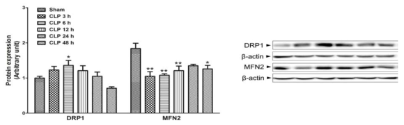 The time course of changes in mitochondrial dynamics during sepsis. Liver tissues were collected at 3, 6, 12, 24, and 48 h after CLP. The results are presented as mean ± SEM of 4 to 8 mice per group. Significantly different (*P<0.05, **P<0.01) from sham