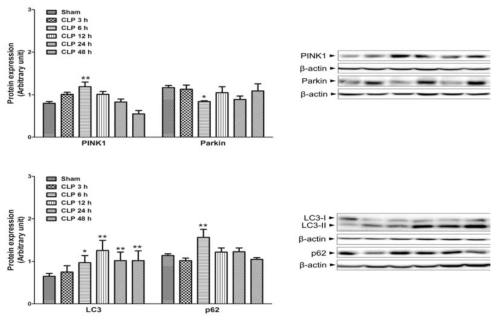 The time course of changes in mitophagy during sepsis. Liver tissues were collected at 3, 6, 12, 24, and 48 h after CLP. The results are presented as mean ± SEM of 4 to 8 mice per group. Significantly different (*P<0.05, **P<0.01) from sham