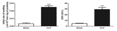 Mitochondrial damage during early phage of sepsis. Liver tissue was collected 6 h after CLP. The results are presented as mean ± SEM of 6 to 8 mice per group. Significantly different (**P<0.01) from sham