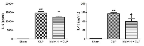 Effect of Mdivi-1 (50 mg/kg) on proinflammatory cytokines during early phase of sepsis. Liver tissue was collected 6 h after CLP. The results are presented as mean ± SEM of 6 to 8 mice per group. Significantly different (**P<0.01) from sham. Significantly different (†P<0.05) from CLP