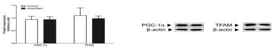 Effect of TLR2 activation on mitochondrial biogenesis-related protein expressions. Cell lysate was collected at 2 h after Pam3CSK4 (TLR2 agonist) treatment. The results are presented as mean ± SEM of 3 independent experiments