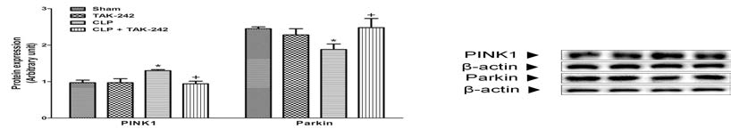 Effect of TLR4 activation on mitophagy-related protein expressions in septic animals. Significantly different (*P<0.05) from sham. Significantly different (+P<0.05) from CLP