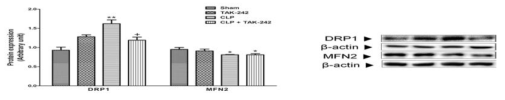 Effect of TLR4 activation on mitochondrial dynamics-related protein expressions in septic animals. Significantly different (*P<0.05, **P<0.01) from sham. Significantly different (+P<0.05) from CLP