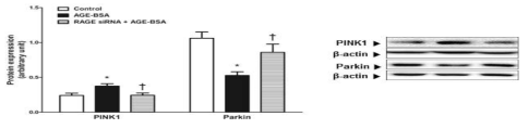 Effect of RAGE activation on mitophagy-related protein expression. Significantly different (*P<0.05) from control. Significantly different (†P<0.05) from AGE-BSA