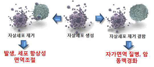 자살세포 제거 및 결함 그리고 그 귀결