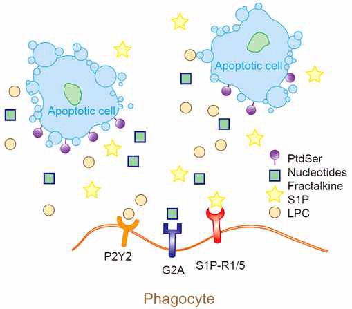 Recruitment of phagocytes (식세포 유도)