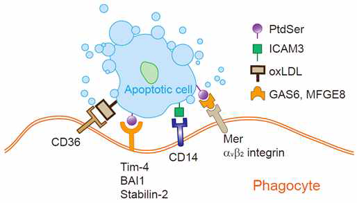 Apoptotic cell recognition by phagocytes (자살세포 인지)