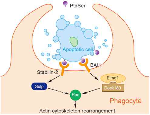 Internalization of apoptotic cells (자살세포 함입)