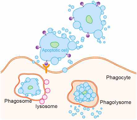 Degradation of apoptotic cells (자살세포 분해)