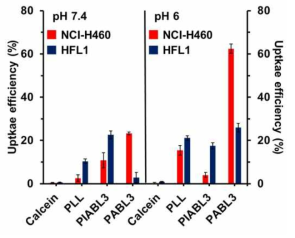 Flow cytometry를 이용하여 calcein을 포함하고 있는 세포 수를 확인