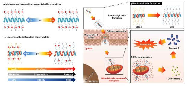 구조가 변하지 않는 homopolypeptide와 pH에 의해 구조가 변하는 random copolypeptide를 나타냄. pH가 증가함에 따라, 양이온, 알파나선비율, 양친매성이 증가함. pH 활성화된 알파나선 폴리펩타이드는 선택적으로 세포 자가사멸을 유도함