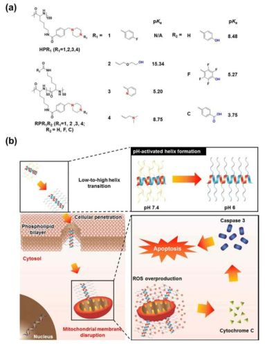 (a) pH에 따라서 구조가 변하지 않는 폴리펩타이드와 구조가 변하는 폴리펩타이드의 화학구조식 (b) 구조가 변하는 폴리펩타이드가 선택적으로 암표적 및 자가사멸을 유도하는 메커니즘을 나타낸 모식도