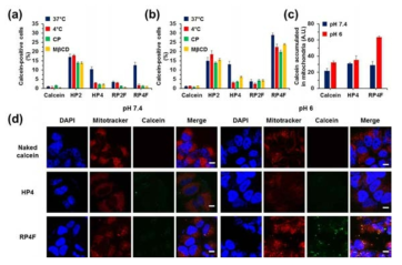 암 표적성 및 미토콘드리아 표적성 확인. Endocytosis 억제 조건하에서 세포 내 전달 효율 측정 (a) pH 7.4, (b) pH 6, (c) 미토콘드리아 내의 FITC 형광강도 측정, (d) Confocal laser scanning microscopy를 이용한 미토콘드리아 표적능 시각화