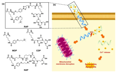 (a) 미토콘드라의 외막을 불안정화시키고 칼슘 이온을 전달함으로써 자가사멸을 유도할 수 있는 폴리펩타이드와 이 기능을 분석하기 위해 사용한 실험군 폴리펩타이드의 화학구조식 (b) 폴리펩타이드 RAP가 자가사멸을 유도하는 메커니즘을 나타낸 모식도