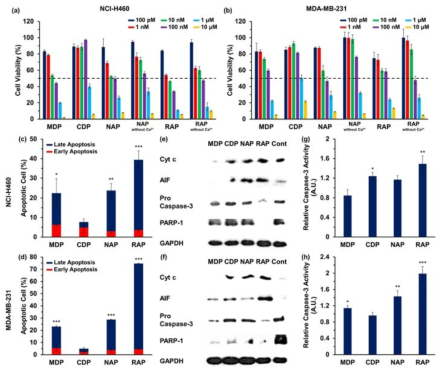(a), (b) 세포 독성 평가 (c), (d) 자가사멸 유도 능력 검증 (e), (f) 자가사멸 유도 메커니즘 확인 (g), (h) Caspase-3 활성도 검증