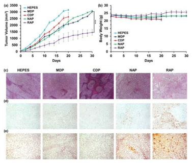 (a) 폴리펩타이드의 종양 억제 능력 확인 (b) 쥐의 체중 변화 (c) 종양조직의 H&E 염색 사진 (d) TUNEL 분석을 통한 종양조직의 자가사멸 확인 (e) 종양조직의 caspase-3 발현량 확인