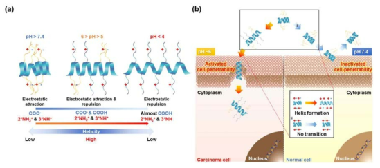 (a) pH에 따라 단백질 이차 구조가 변하는 구조기억 폴리펩타이드를 보여주는 모식도 (b) pH 변화에 따른 선택적 세포 투과성을 보이는 구조기억 폴리펩타이드