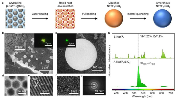 Single-band upconversion luminescence of the liquid-quenched amorphous NaYF4:SiO2 co-doped with Er3 + and Yb3+ : (a) Schematic of the liquid-quenched amorphous NaYF4:SiO2 (A-NaYF4:SiO2) synthesis from crystalline β-NaYF4 nanocrystals coated with a thin SiO2 layer using laser irradiation. (b-c) SEM images of a crumb of β-NaYF4 nanocrystals and as-synthesized A-NaYF4:SiO2 on the substrate at low (b) and high magnification (c). (Color insets are the color images of typical upconversion emission from β-NaYF4 and A-NaYF4:SiO2). (d-e) TEM images of ~45 nm-diameter β-NaYF4 nanocrystals coated with an ~8nm SiO2 layer (d) and the corresponding lattice structure (e). (f-g) TEM cross-sectional image of A-NaYF4:SiO2 (f) and its halo-like SAED pattern (g). (h) Single-band upconversion emission spectrum of A-NaYF4:SiO2(20%,2%) compared with the multi-band upconversion of β-NaYF4 (20%, 2%) under 980 nm CW laser irradiation at 3×106Wcm-2.The intensity of each spectrum is normalized by volume of the acquired samples