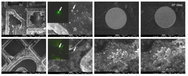 파인더 그리드를 활용한 상향변환 마이크로입자/나노입자의 광학 현미경 분석과 전자 현미경 분석의 교정 작업