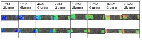 농도에 따른 PAAm 기반 역오팔 혈당센서 색 변화