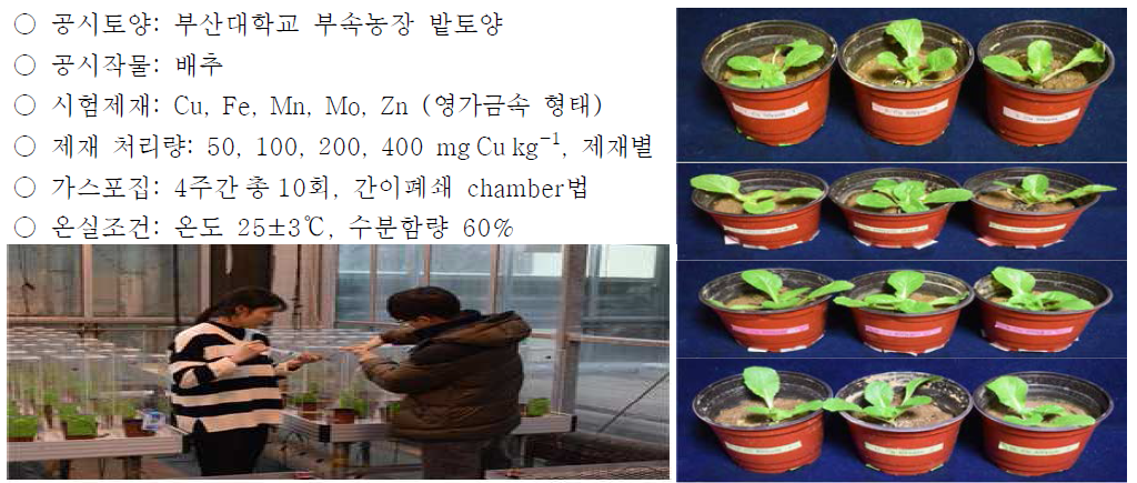 온실포트 실험 및 가스 샘플링 (Cu 처리구 50, 100, 200, 500 mg Cu kg-1)