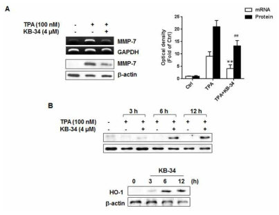 KB-34가 TPA-induced MMP-7 mRNA & protein발현에 미치는 영향 (A) 및 HO-1발현에 미치는 영향 (B)