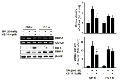 KB-34에 의한 HO-1발현이 TPA-induced MMP-7발현억제에 미치는 효과