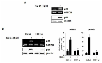 KB-34에 의한 p21발현 유도(A) 및 HO-1발현과의 연관성(B)
