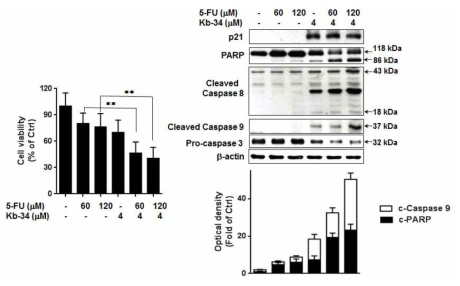 KB-34과 5-FU의 synergism activity