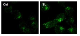ISL의 LC3 puncta formation 여부 확인