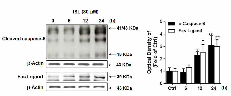 ISL이 apoptotsis extrinsic pathway에 미치는 영향