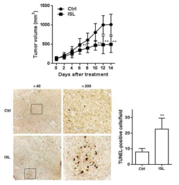 Xenograft study에서 ISL의 tumor growth억제 및 apoptosis유도