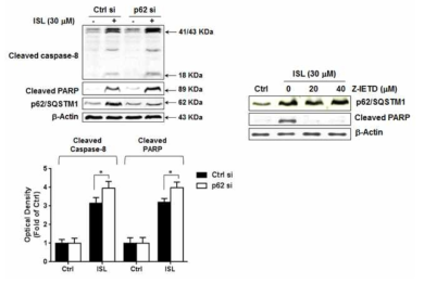 p62/SQSTM1발현억제에 ISL에 의한 apoptotic activity에 미치는 영향