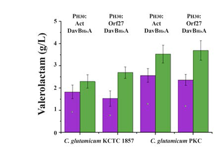 C. glutamicum PKC의 Valerolactam 생산