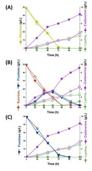 Time profile of carbon source utilization, lysine accumulation and cadaverine production by recombinant C. glutamicum V1EcLDC (hollow) and V8EcLDC (filled) strains from glucose (A), sucrose (B) and fructose (C). Legend: Glucose (▲, △), Fructose (▼, ▽), Sucrose (◆, ◇), Cadaverine (●,○), Lysine (□,⬠)