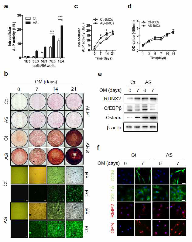 뼈 유래 분리된 미분화 조골모세포 (immnature osteoblast)에서 조골모세포 (mature osteoblast)로 분화 유도 결과