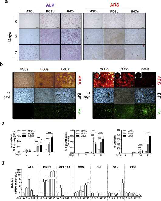 뼈 유래 분리된 미분화 조골모세포 (immnature osteoblast)에서 조골모세포 (mature osteoblast)로 분화 유도 결과