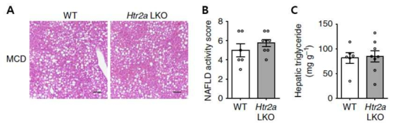 MCD diet를 시행한 Htr2a LKO 마우스의 간 조직 소견 (A), 지방간 활성 점수 (B) 및 간 조직 중성지방 변화 (C)