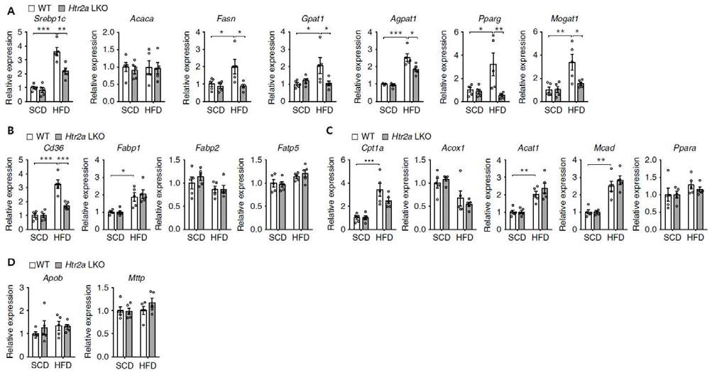 Htr2a LKO 마우스 간 조직의 지방대사 관련 유전자[지방산 생합성 및 중성지방 합성 (A), 세포내로의 지방 이동 (B), 지방산 산화 (C), 중성지방의 배출(D)]들의 발현 양상